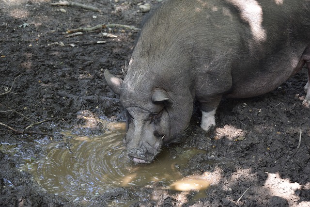 本周的意甲 本周的意甲